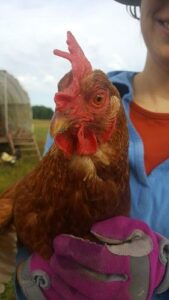 Chicken Hugs:  What Becomes of a Childhood Fascination with Dinosaurs Image